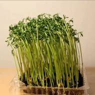 Мікрозелень Сочевиця червона натуральна за 50 г