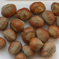 Саженец Фундук Барселонский