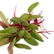 Мікрозелень Мангольд Мікс за 10 г