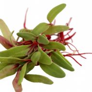 Микрозелень Мангольд Микс за 10 г