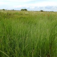 Травосуміш «Сінокосна» за 1 кг