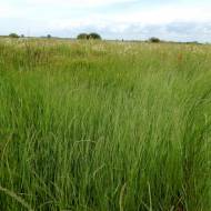 Травосуміш «Сінокосна» за 1 кг