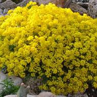 Алиссум скальный за 0,1 г