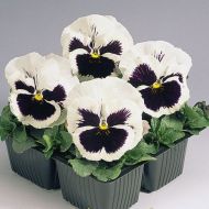 Виола Контрастер Двухлетняя за 0,05 г