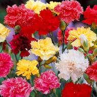 Гвоздика Гренадин за 0,1 г