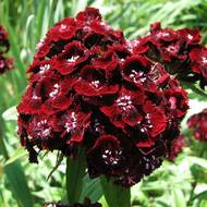 Гвоздика турецкая Мираж Двухлетняя за 0,15 г