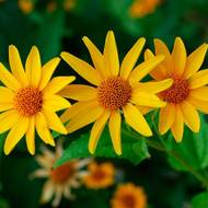 Гелиопсис за 0,3 г