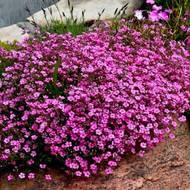 Гипсофила многлетняя розовая за 0,1 г