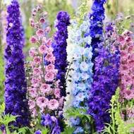 Дельфиниум за 0,1 г