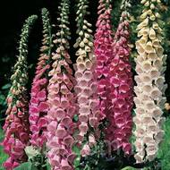 Дигиталис (наперстянка) за 0,1 г