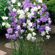 Колокольчик персиколистый смесь за 0,01 г