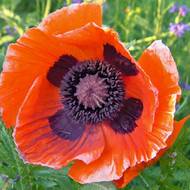 Мак восточный за 0,1 г