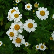 Маруна за 0,1 г