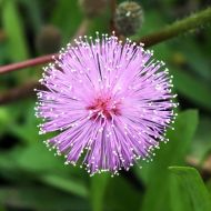 Мимоза застенчивая за 0,1 г