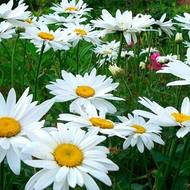 Королица Камилла за 0,15 г