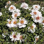 Пион древовидный (смесь) за 3 сем.