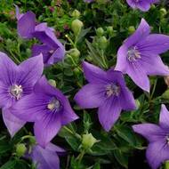 Платикодон за 0,05 г