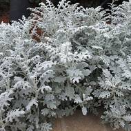 Цинерария за 0,1 г