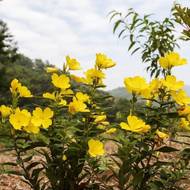 Энотера за 0,1 г