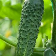 Огірок Аладін F1