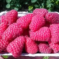 Саджанець Малина Соколіца