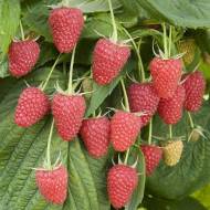 Саджанець Малина Марія