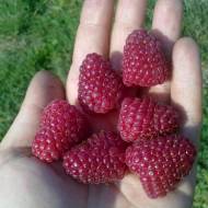 Саджанець Малина Шапка Мономаха