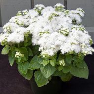 Агератум Біла куля за 0,1 г