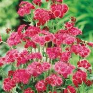 Агератум Червоний букет за 0,1 г