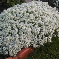 Алісум за 0,15 г