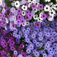 Брахікома за 0,05 г