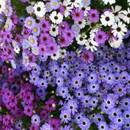 Брахікома за 0,05 г