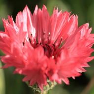 Волошка червона за 0,25 г