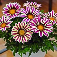 Газанія за 0,05 г