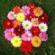 Жоржина Мефістофель за 0,2 г