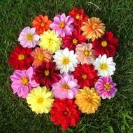 Жоржина Мефістофель за 0,2 г