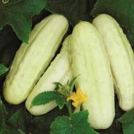 Огірок Біле диво за 10 нас.