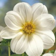 Жоржина міньйон Біла за 0,15 г