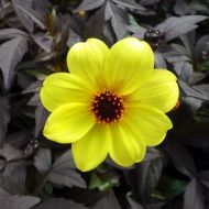 Жоржина міньйон Жовта за 0,15 г