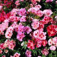 Годеція за 0,05 г