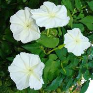 Іпомея біла за 0,5 г