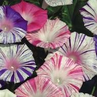 Іпомея Карнавал в Венеціі за 0,2 г