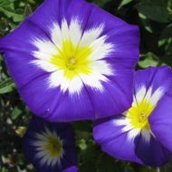 Іпомея Триколірна за 0,5 г