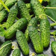 Огірок Водограй за 0,25 г