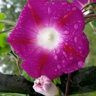 Іпомея пурпурова за 0,7 г