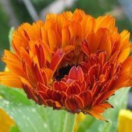 Календула махрова Індійський принц за 0,2 г