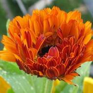 Календула махрова Індійський принц за 0,2 г