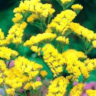 Кермек жовтий за 0,05 г