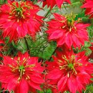 Нігелла червона за 0,15 г