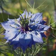 Нігелла синя за 0,15 г